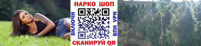 Купить наркотики сайты Алексин Псилоцибиновые грибы  Бошки Шишки  A PVP  Меф  Кетамин  Гашиш  Cocaine 